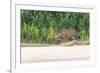 Brazil, Mato Grosso, the Pantanal, Rio Cuiaba, Jaguar-Ellen Goff-Framed Photographic Print