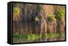 Brazil, Mato Grosso, the Pantanal, Rio Negro. Thick Vines Along the Rio Negro-Ellen Goff-Framed Stretched Canvas