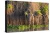 Brazil, Mato Grosso, the Pantanal, Rio Negro. Thick Vines Along the Rio Negro-Ellen Goff-Stretched Canvas