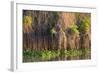 Brazil, Mato Grosso, the Pantanal, Rio Negro. Thick Vines Along the Rio Negro-Ellen Goff-Framed Photographic Print