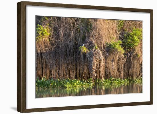 Brazil, Mato Grosso, the Pantanal, Rio Negro. Thick Vines Along the Rio Negro-Ellen Goff-Framed Photographic Print