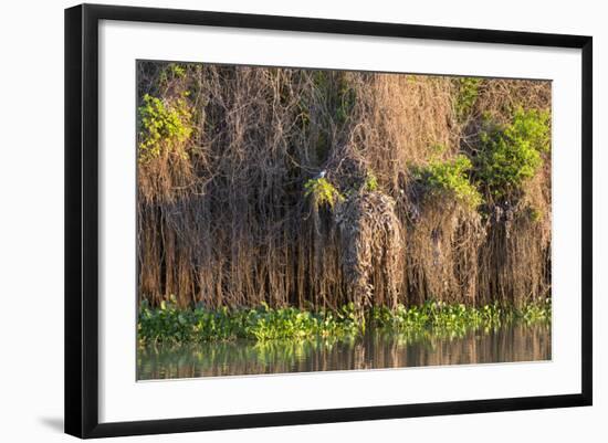 Brazil, Mato Grosso, the Pantanal, Rio Negro. Thick Vines Along the Rio Negro-Ellen Goff-Framed Photographic Print