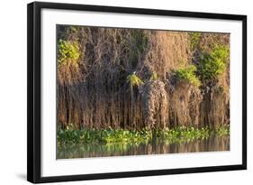 Brazil, Mato Grosso, the Pantanal, Rio Negro. Thick Vines Along the Rio Negro-Ellen Goff-Framed Photographic Print