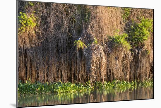 Brazil, Mato Grosso, the Pantanal, Rio Negro. Thick Vines Along the Rio Negro-Ellen Goff-Mounted Photographic Print