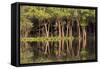 Brazil, Mato Grosso, the Pantanal, Rio Negro. Trees Along the Rio Negro-Ellen Goff-Framed Stretched Canvas