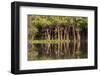 Brazil, Mato Grosso, the Pantanal, Rio Negro. Trees Along the Rio Negro-Ellen Goff-Framed Photographic Print