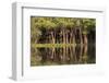 Brazil, Mato Grosso, the Pantanal, Rio Negro. Trees Along the Rio Negro-Ellen Goff-Framed Photographic Print