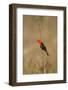 Brazil, Mato Grosso, the Pantanal, Scarlet-Headed Blackbird Singing-Ellen Goff-Framed Photographic Print