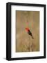 Brazil, Mato Grosso, the Pantanal, Scarlet-Headed Blackbird Singing-Ellen Goff-Framed Photographic Print