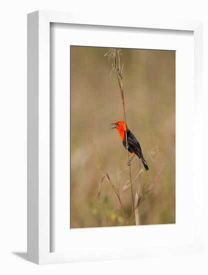 Brazil, Mato Grosso, the Pantanal, Scarlet-Headed Blackbird Singing-Ellen Goff-Framed Photographic Print