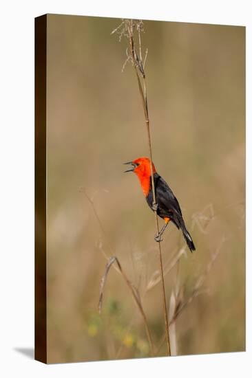 Brazil, Mato Grosso, the Pantanal, Scarlet-Headed Blackbird Singing-Ellen Goff-Stretched Canvas