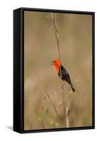 Brazil, Mato Grosso, the Pantanal, Scarlet-Headed Blackbird Singing-Ellen Goff-Framed Stretched Canvas
