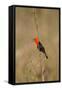 Brazil, Mato Grosso, the Pantanal, Scarlet-Headed Blackbird Singing-Ellen Goff-Framed Stretched Canvas