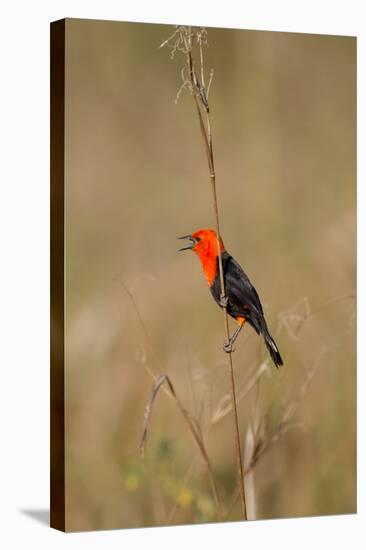 Brazil, Mato Grosso, the Pantanal, Scarlet-Headed Blackbird Singing-Ellen Goff-Stretched Canvas
