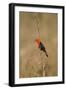 Brazil, Mato Grosso, the Pantanal, Scarlet-Headed Blackbird Singing-Ellen Goff-Framed Photographic Print