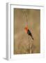 Brazil, Mato Grosso, the Pantanal, Scarlet-Headed Blackbird Singing-Ellen Goff-Framed Photographic Print