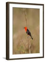 Brazil, Mato Grosso, the Pantanal, Scarlet-Headed Blackbird Singing-Ellen Goff-Framed Photographic Print