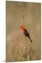 Brazil, Mato Grosso, the Pantanal, Scarlet-Headed Blackbird Singing-Ellen Goff-Mounted Photographic Print