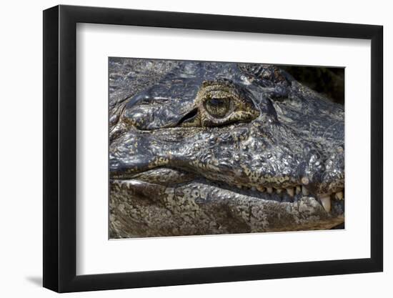 Brazil, Mato Grosso, the Pantanal, the Transpantaneira Highway, Black Caiman Eye and Mouth Detail-Ellen Goff-Framed Photographic Print