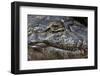 Brazil, Mato Grosso, the Pantanal, the Transpantaneira Highway, Black Caiman Eye and Mouth Detail-Ellen Goff-Framed Photographic Print