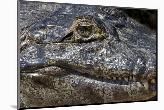 Brazil, Mato Grosso, the Pantanal, the Transpantaneira Highway, Black Caiman Eye and Mouth Detail-Ellen Goff-Mounted Photographic Print
