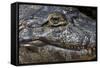 Brazil, Mato Grosso, the Pantanal, the Transpantaneira Highway, Black Caiman Eye and Mouth Detail-Ellen Goff-Framed Stretched Canvas