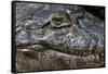 Brazil, Mato Grosso, the Pantanal, the Transpantaneira Highway, Black Caiman Eye and Mouth Detail-Ellen Goff-Framed Stretched Canvas