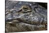 Brazil, Mato Grosso, the Pantanal, the Transpantaneira Highway, Black Caiman Eye and Mouth Detail-Ellen Goff-Stretched Canvas