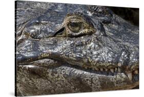 Brazil, Mato Grosso, the Pantanal, the Transpantaneira Highway, Black Caiman Eye and Mouth Detail-Ellen Goff-Stretched Canvas