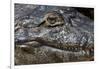 Brazil, Mato Grosso, the Pantanal, the Transpantaneira Highway, Black Caiman Eye and Mouth Detail-Ellen Goff-Framed Premium Photographic Print