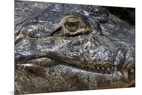 Brazil, Mato Grosso, the Pantanal, the Transpantaneira Highway, Black Caiman Eye and Mouth Detail-Ellen Goff-Mounted Premium Photographic Print