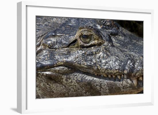 Brazil, Mato Grosso, the Pantanal, the Transpantaneira Highway, Black Caiman Eye and Mouth Detail-Ellen Goff-Framed Photographic Print