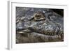 Brazil, Mato Grosso, the Pantanal, the Transpantaneira Highway, Black Caiman Eye and Mouth Detail-Ellen Goff-Framed Photographic Print