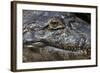 Brazil, Mato Grosso, the Pantanal, the Transpantaneira Highway, Black Caiman Eye and Mouth Detail-Ellen Goff-Framed Photographic Print