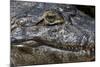 Brazil, Mato Grosso, the Pantanal, the Transpantaneira Highway, Black Caiman Eye and Mouth Detail-Ellen Goff-Mounted Photographic Print