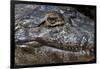 Brazil, Mato Grosso, the Pantanal, the Transpantaneira Highway, Black Caiman Eye and Mouth Detail-Ellen Goff-Framed Photographic Print