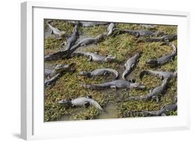 Brazil, Mato Grosso, the Pantanal, the Transpantaneira Highway-Ellen Goff-Framed Photographic Print