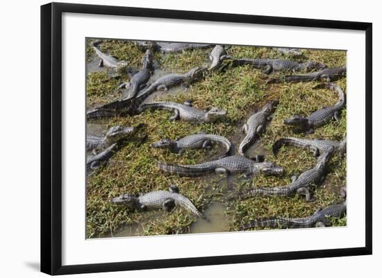 Brazil, Mato Grosso, the Pantanal, the Transpantaneira Highway-Ellen Goff-Framed Photographic Print