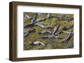 Brazil, Mato Grosso, the Pantanal, the Transpantaneira Highway-Ellen Goff-Framed Photographic Print