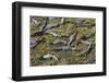 Brazil, Mato Grosso, the Pantanal, the Transpantaneira Highway-Ellen Goff-Framed Photographic Print