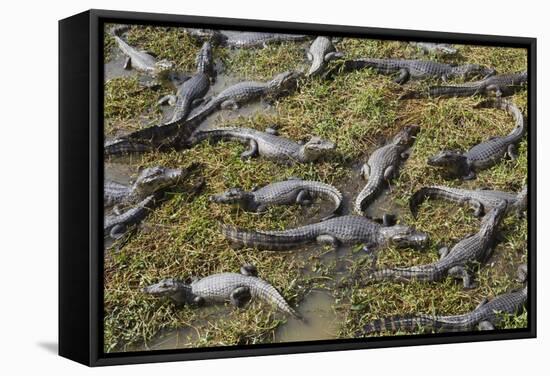 Brazil, Mato Grosso, the Pantanal, the Transpantaneira Highway-Ellen Goff-Framed Stretched Canvas