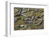 Brazil, Mato Grosso, the Pantanal, the Transpantaneira Highway-Ellen Goff-Framed Premium Photographic Print