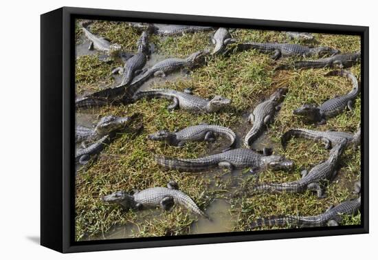 Brazil, Mato Grosso, the Pantanal, the Transpantaneira Highway-Ellen Goff-Framed Stretched Canvas