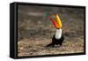 Brazil, Mato Grosso, the Pantanal. Toco Toucan Feeding on Insects-Ellen Goff-Framed Stretched Canvas