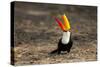 Brazil, Mato Grosso, the Pantanal. Toco Toucan Feeding on Insects-Ellen Goff-Stretched Canvas