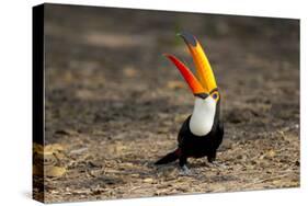 Brazil, Mato Grosso, the Pantanal. Toco Toucan Feeding on Insects-Ellen Goff-Stretched Canvas