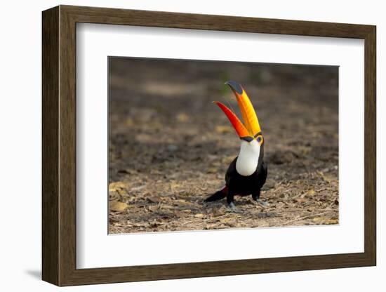 Brazil, Mato Grosso, the Pantanal. Toco Toucan Feeding on Insects-Ellen Goff-Framed Photographic Print