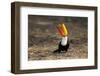 Brazil, Mato Grosso, the Pantanal. Toco Toucan Feeding on Insects-Ellen Goff-Framed Photographic Print