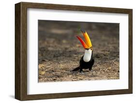 Brazil, Mato Grosso, the Pantanal. Toco Toucan Feeding on Insects-Ellen Goff-Framed Photographic Print