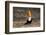 Brazil, Mato Grosso, the Pantanal. Toco Toucan Feeding on Insects-Ellen Goff-Framed Photographic Print